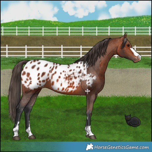 Horse Color:Bay Appaloosa 