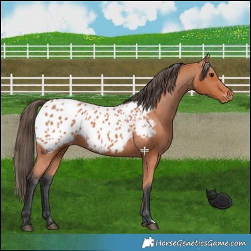 Horse Color:Bay Appaloosa 