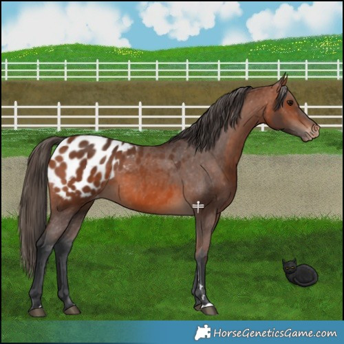 Horse Color:Bay Appaloosa 