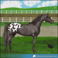 Horse Color:Liver Chestnut Appaloosa 