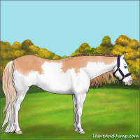 Horse Color:Chestnut Splash