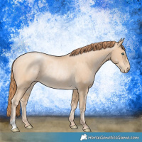 Horse Color:Buckskin Pearl Rabicano