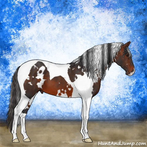 Horse Color:White Spotted Brown Tobiano 