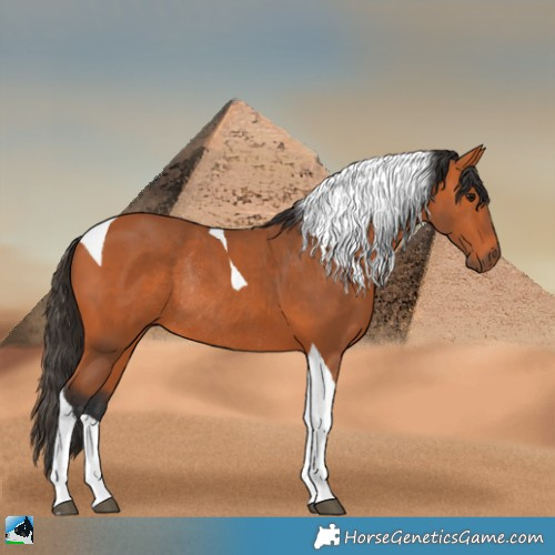 Horse Color:Bay Tobiano Rabicano 