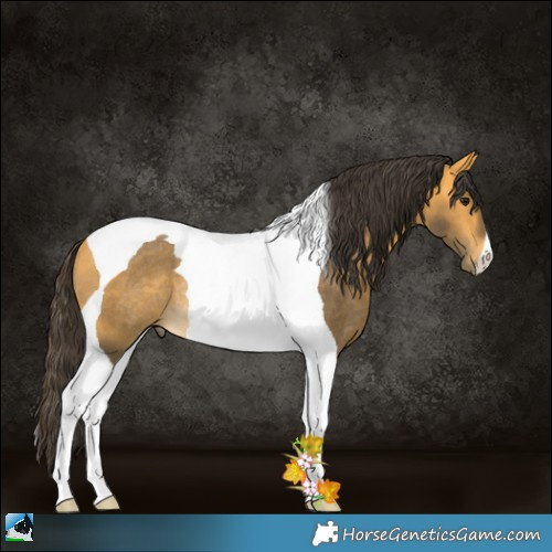 Horse Color:Buckskin Tobiano Rabicano 