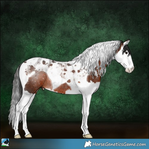 Horse Color:Brown Splash Tobiano Rabicano 