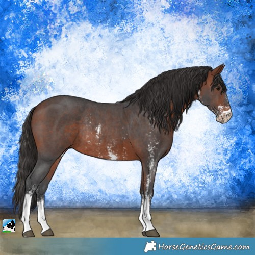 Horse Color:Bay Sabino Rabicano