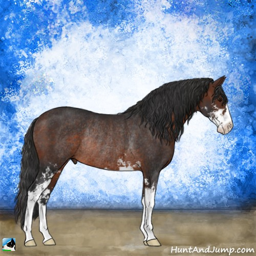 Horse Color:Brown Sabino Rabicano 