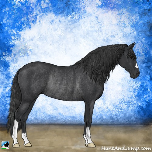 Horse Color:Black Rabicano 