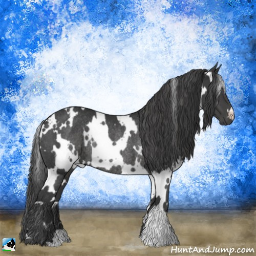 Horse Color:White Spotted Black Rabicano 