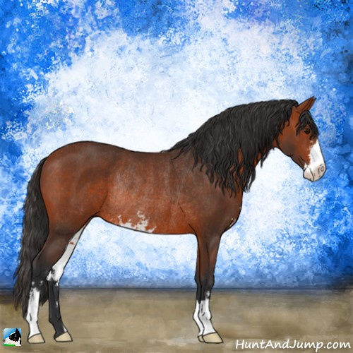 Horse Color:Bay Sabino Rabicano 