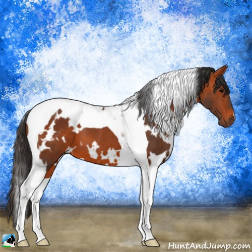 Horse Color:White Spotted Bay Tobiano 