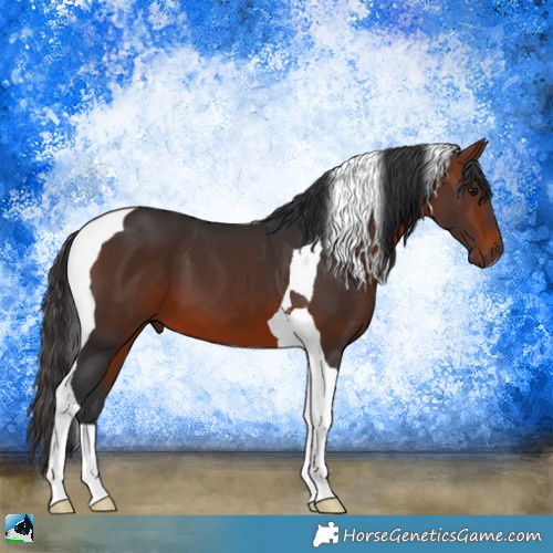 Horse Color:Bay Tobiano 