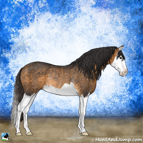Horse Color:Buckskin Splash Rabicano 