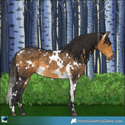 Horse Color:White Spotted Buckskin Rabicano 