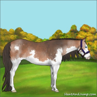 Horse Color:Bay Splash 