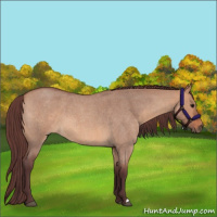 Horse Color:Chocolate Bay Roan Dun 