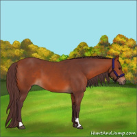 Horse Color:Chocolate Bay 