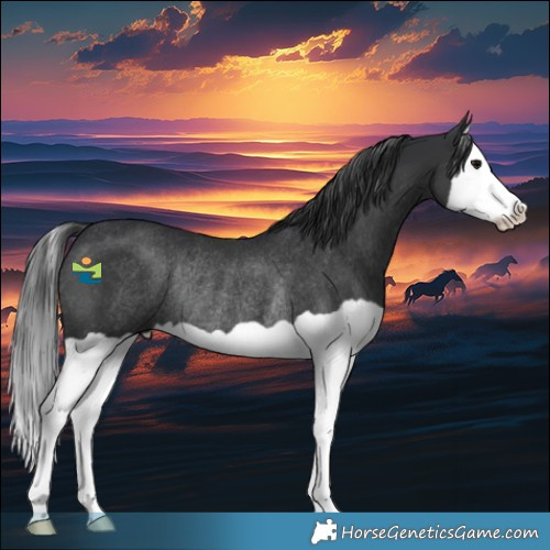 Horse Color:Black Splash Rabicano 