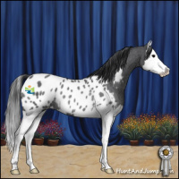 Horse Color:Blue Roan Splash Appaloosa Rabicano