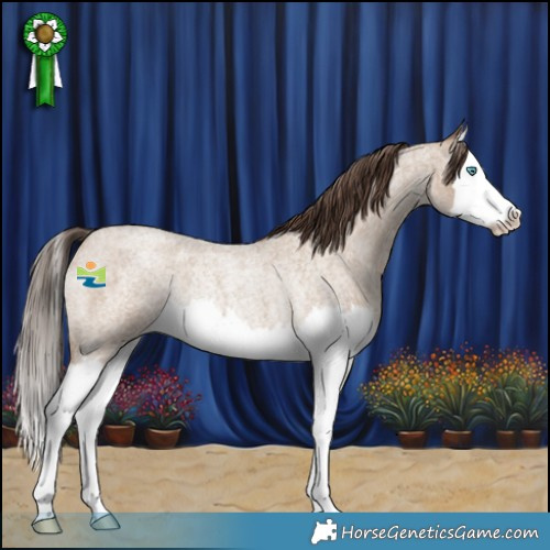 Horse Color:Classic Champagne Roan Splash Rabicano 
