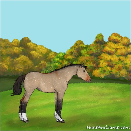 Horse Color:Gray Bay Dun Tobiano Appaloosa 