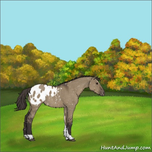 Horse Color:Smoky Grullo Tobiano Appaloosa 