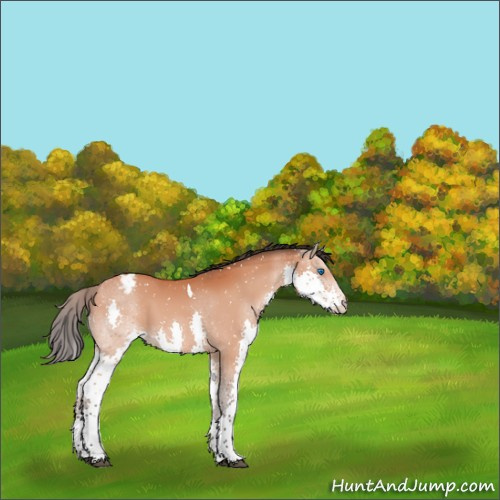 Horse Color:Bay Splash Tobiano Appaloosa 
