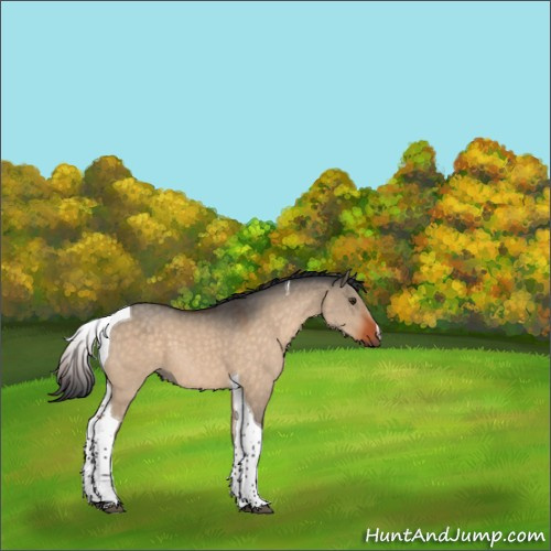 Horse Color:Brown Dun Tobiano 