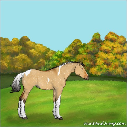 Horse Color:Gray Buckskin Dun Tobiano Appaloosa 