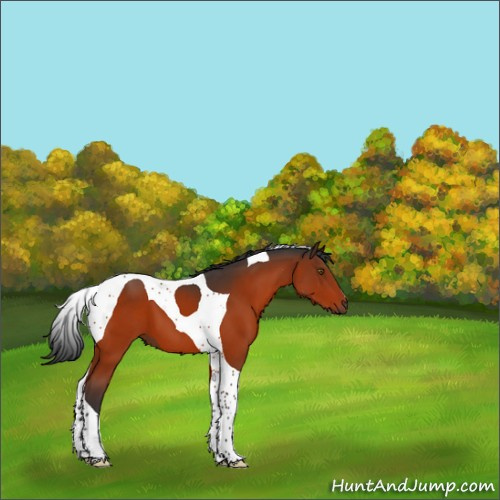Horse Color:Brown Tobiano 
