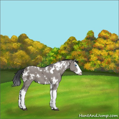 Horse Color:White Spotted Grullo Ice Splash 