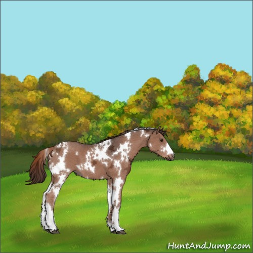 Horse Color:White Spotted Liver Chestnut Ice 