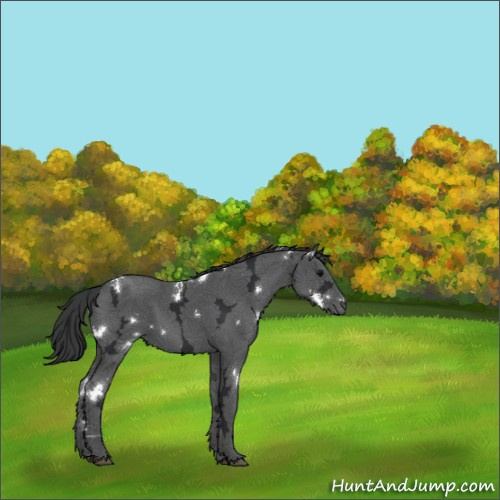 Horse Color:White Spotted Black Ice Rabicano 
