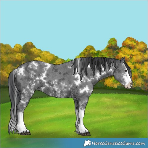 Horse Color:White Spotted Black Ice Sabino Splash 