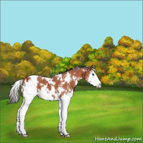 Horse Color:White Spotted Buckskin Ice Splash 