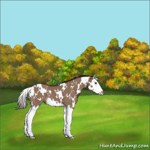 Horse Color:White Spotted Liver Red Dun Splash 