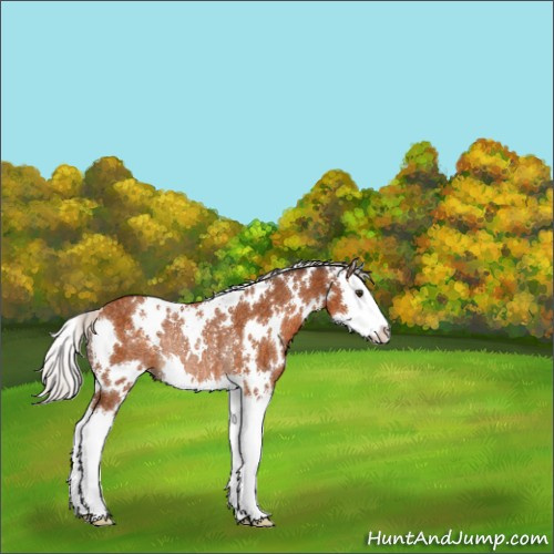 Horse Color:White Spotted Silver Buckskin Splash Rabicano 
