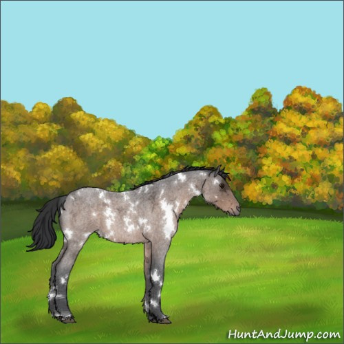 Horse Color:White Spotted Brown Ice Roan 