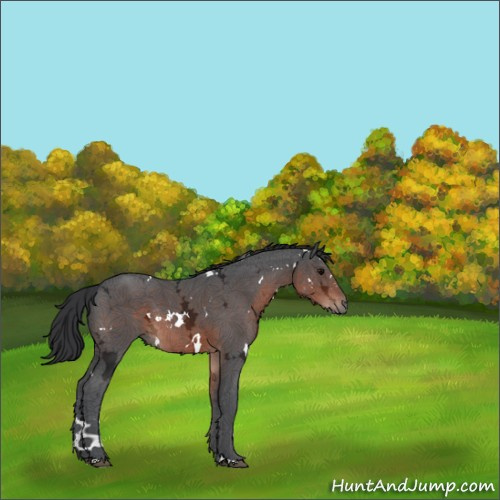 Horse Color:White Spotted Brown Ice Rabicano 