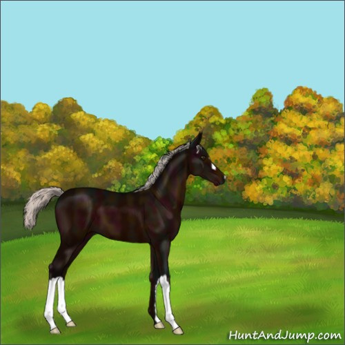 Horse Color:Midnight Silver Brown 