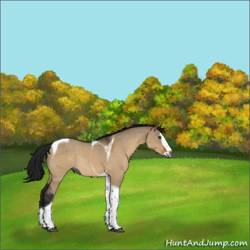 Horse Color:Gray Brown Roan Dun Splash Tobiano Rabicano 