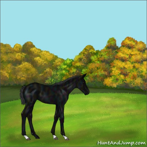 Horse Color:Midnight Black 