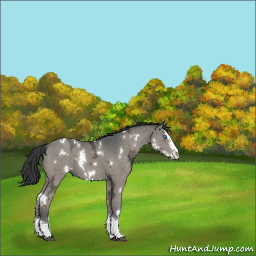 Horse Color:White Spotted Grullo Ice Sabino Splash 