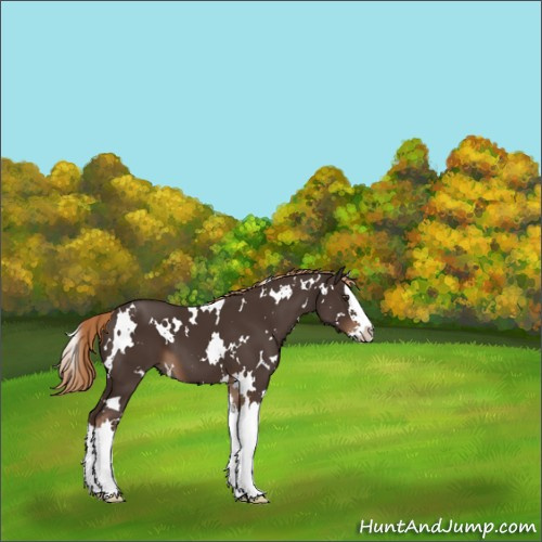 Horse Color:White Spotted Liver Chestnut Splash 