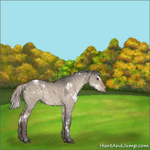 Horse Color:White Spotted Silver Brown Ice Dun 