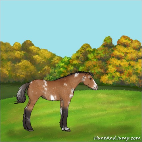 Horse Color:White Spotted Buckskin Frame Rabicano 