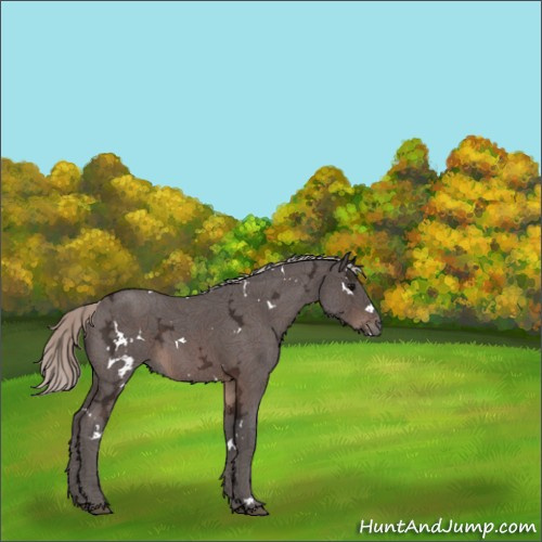 Horse Color:White Spotted Silver Brown Ice Roan Rabicano 