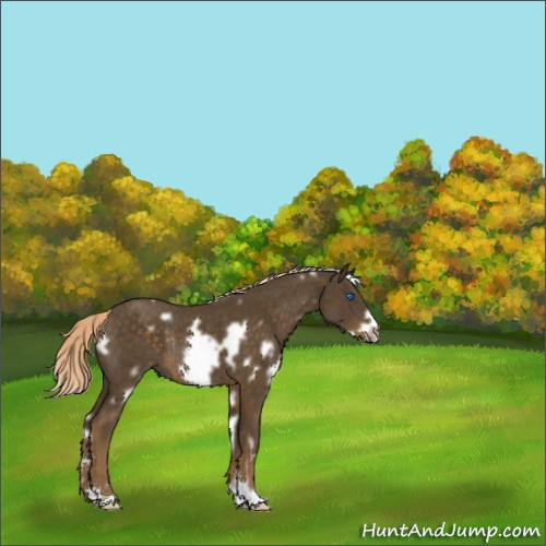 Horse Color:White Spotted Chocolate Palomino Frame Rabicano 