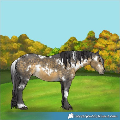 Horse Color:White Spotted Buckskin Ice Rabicano 